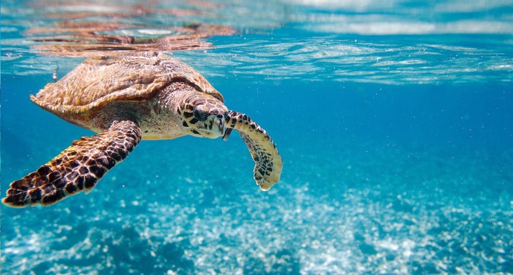Schnorcheln auf den Seychellen mit Schildkröten